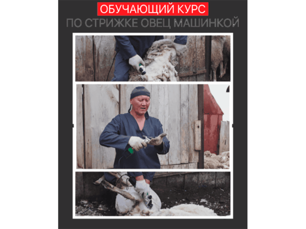 Курс обучения стрижке овец машинкой